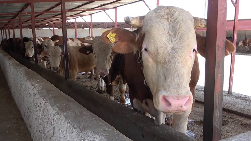 Et alacaklar dikkat! Bir ilde şap hastalığı nedeniyle et satışı durduruldu! 11